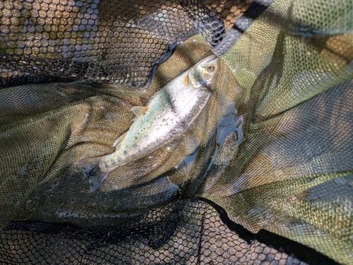 ヤマメの釣果