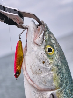 イナダの釣果