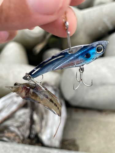 釣果