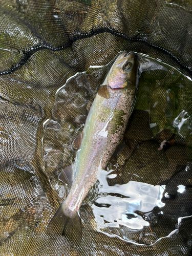 ニジマスの釣果