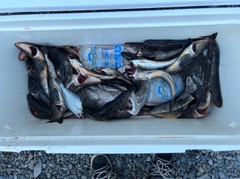 ソイの釣果