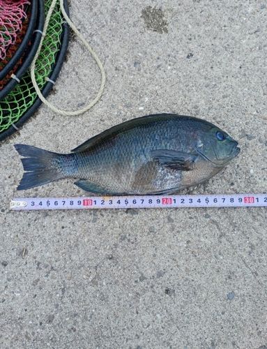 グレの釣果