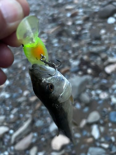 ハスの釣果
