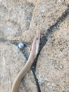 ダイナンウミヘビの釣果