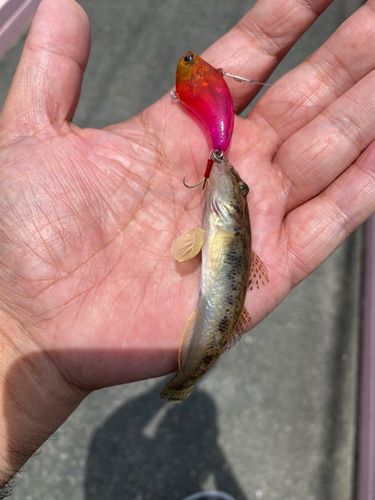 マハゼの釣果