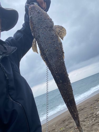 マゴチの釣果