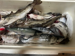 サクラマスの釣果