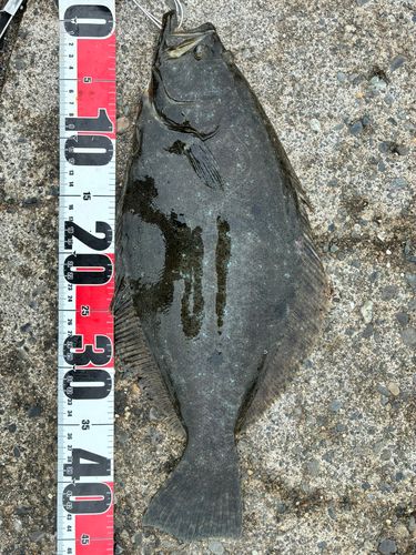 ヒラメの釣果