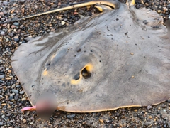 アカエイの釣果
