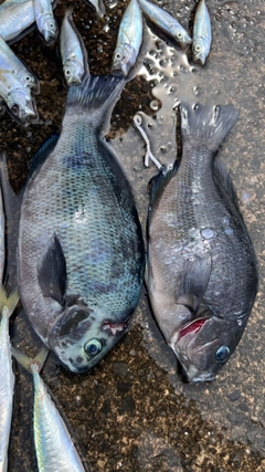 グレの釣果