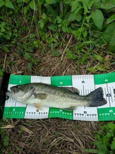 ラージマウスバスの釣果