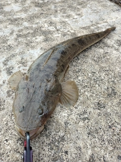 マゴチの釣果