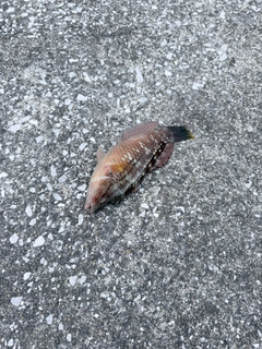 アカササノハベラの釣果