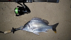 キビレの釣果