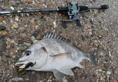 キビレの釣果