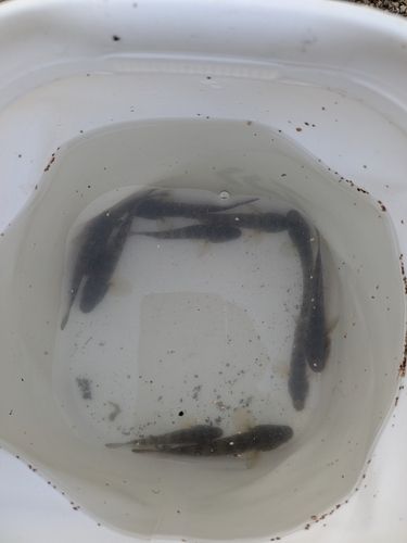ハゼの釣果