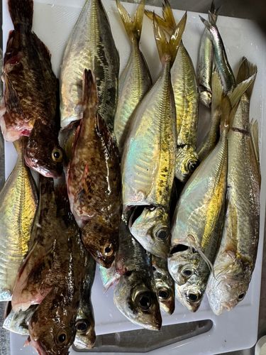 アジの釣果