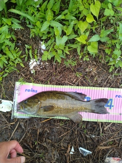 スモールマウスバスの釣果