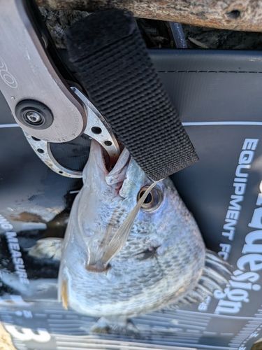 キビレの釣果