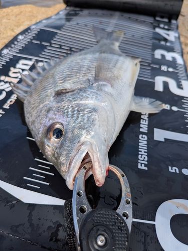 キビレの釣果