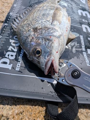 キビレの釣果