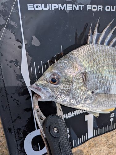 キビレの釣果