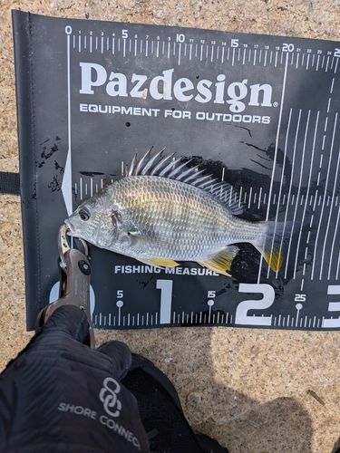 キビレの釣果