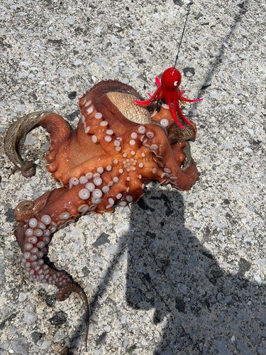 タコの釣果