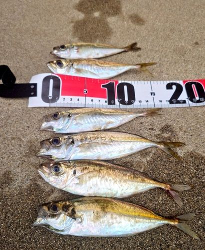 アジの釣果