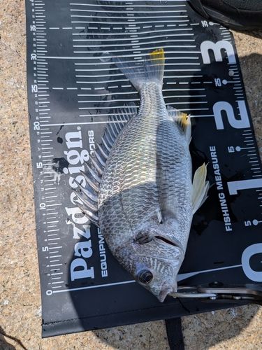 キビレの釣果