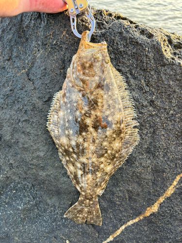 ヒラメの釣果
