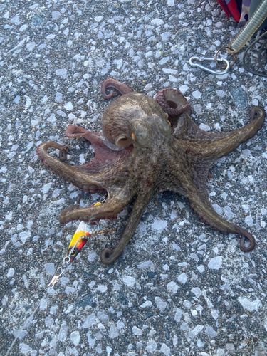 タコの釣果