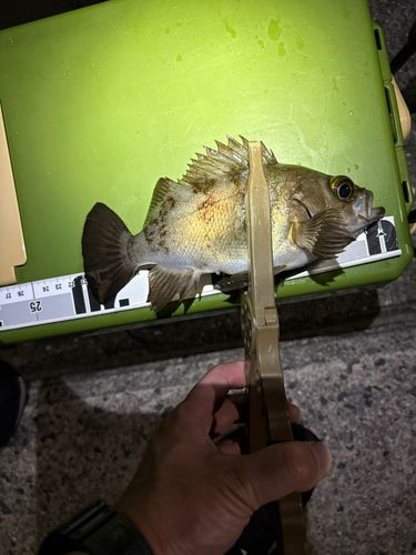 メバルの釣果