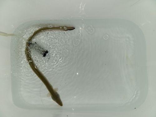 ウナギの釣果