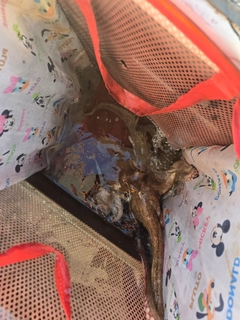 タコの釣果
