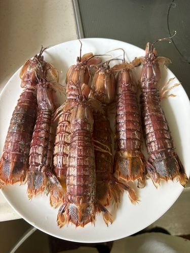 シャコの釣果