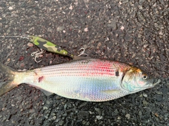 コノシロの釣果