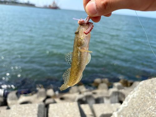 マハゼの釣果