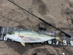 ブリの釣果