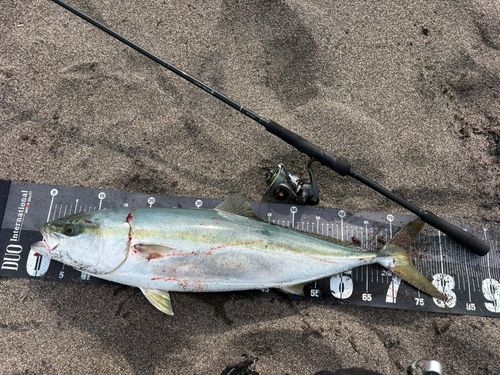 ブリの釣果