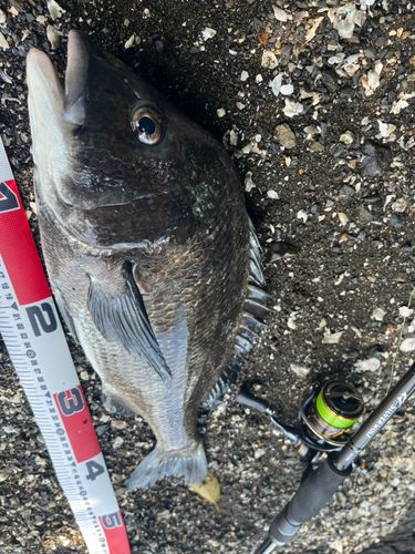 チヌの釣果