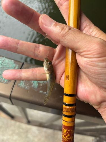 マハゼの釣果