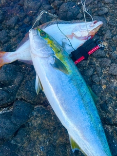 ヒラマサの釣果