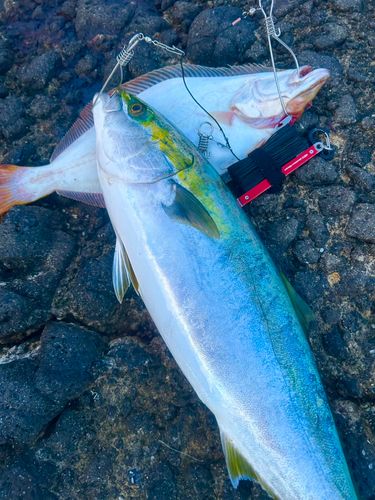 ヒラマサの釣果