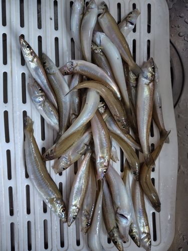 キスの釣果