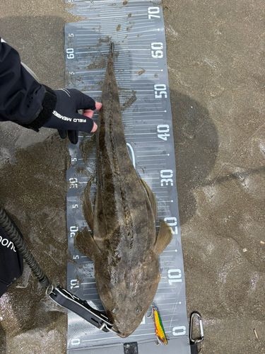 マゴチの釣果