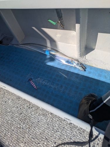 タチウオの釣果