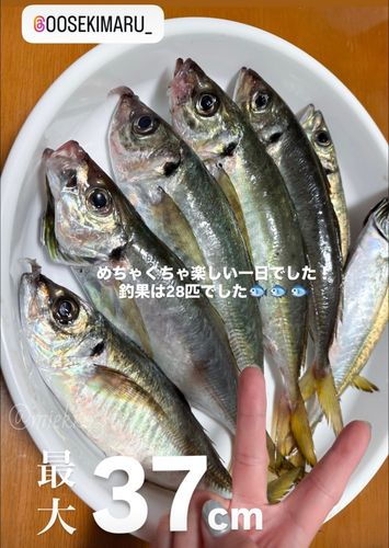 アジの釣果