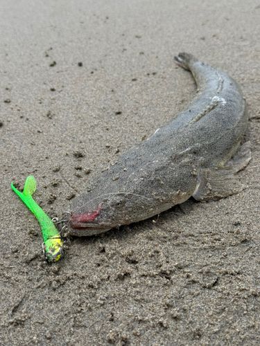 マゴチの釣果