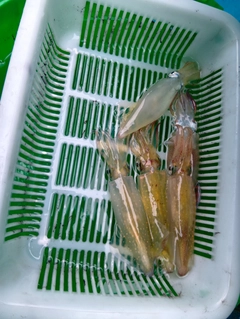 マルイカの釣果